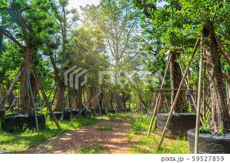 Large trees are well cultivated for sale. Large trees are well cultivated for sale. 59527859