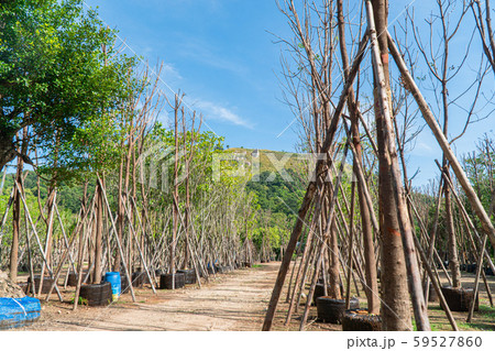 Flowering plants and ornamental plants for sale. Flowering plants and ornamental plants for sale. 59527860