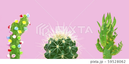Set creative tropical fashion green cactus 59528062