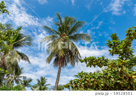 南国のイメージ 青空素材 南国のイメージ 青空素材 59528501