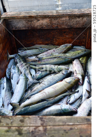 北海道函館市椴法華港で水揚げされた秋サケを撮影 59528725