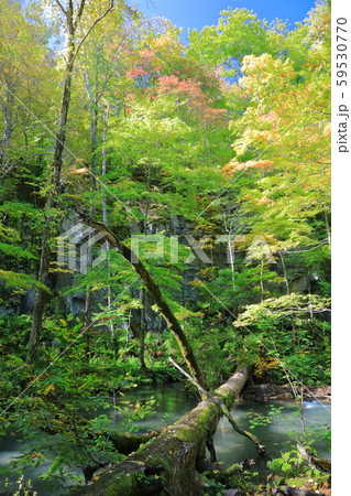 【青森県】奥入瀬渓流の屏風岩 59530770