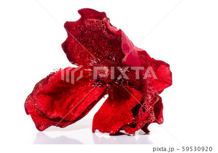 Artificial handmade flower, isolated on white background frame elegant 59530920