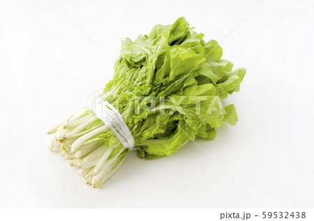 山東菜 山東菜 59532438