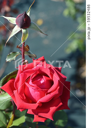 バラ（クリスチャンディオール） 59532486