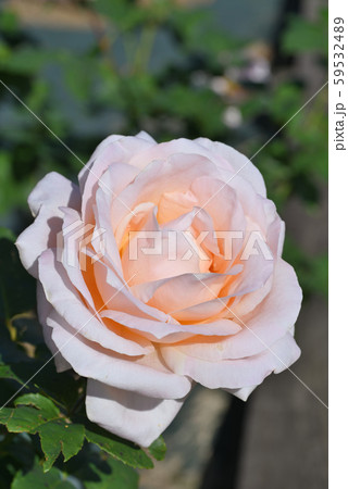 バラ（アルザス） 59532489