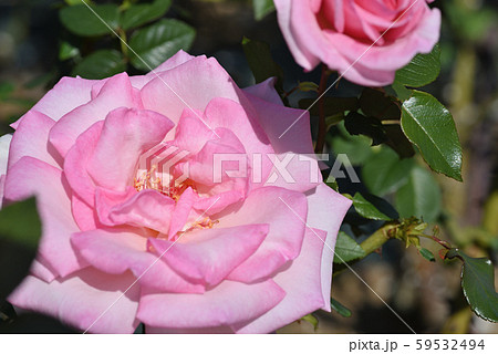 バラ（ウィミー） 59532494