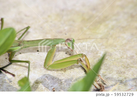 オオカマキリ 59532729
