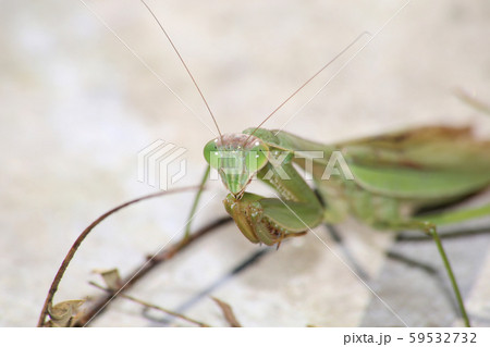オオカマキリ 59532732