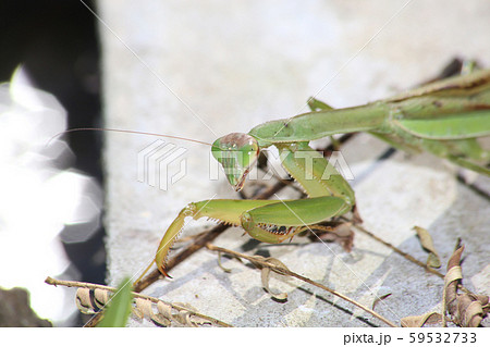 オオカマキリ オオカマキリ 59532733