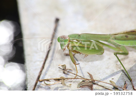 オオカマキリ オオカマキリ 59532758