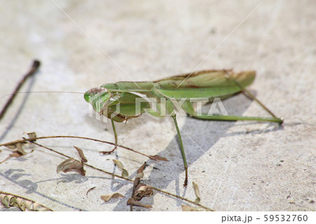 オオカマキリ オオカマキリ 59532760