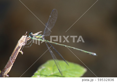 オオアオイトトンボ 59532836