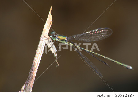 オオアオイトトンボ 59532837
