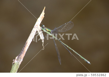 オオアオイトトンボ 59532862