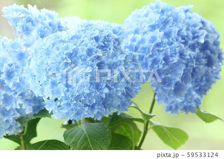 アジサイ　青花　自然背景 59533124