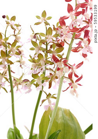 エビネ蘭 赤茶色の花 白背景 エビネ蘭 赤茶色の花 白背景 59533199