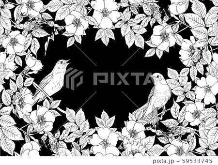 Dog-rose, briar, brier, eglantine, canker-rose. Dog-rose, briar, brier, eglantine, canker-rose. 59533745