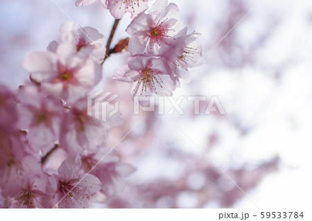 ハツミヨザクラ 59533784