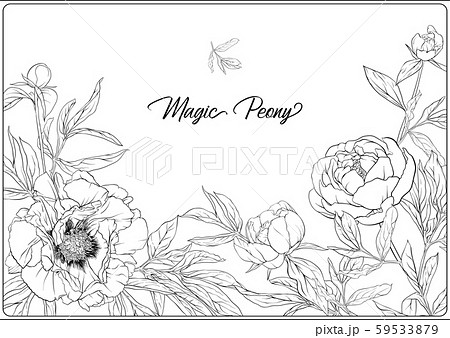White Peony. Coloring page for the adult White Peony. Coloring page for the adult 59533879