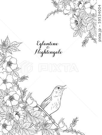 Dog-rose, briar, brier, eglantine, canker-rose  59534004