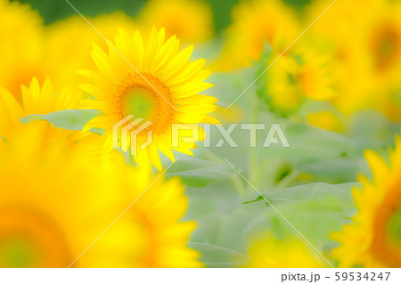 向日葵 （明野ひまわり畑） 59534247