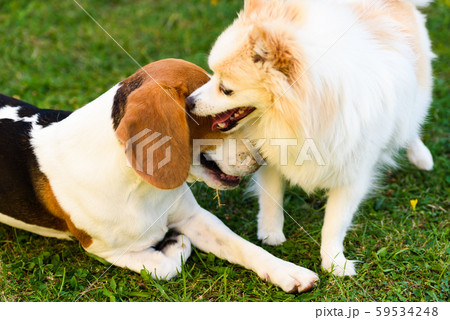 Two dogs playing on a green grass outdoors. Beagle 59534248
