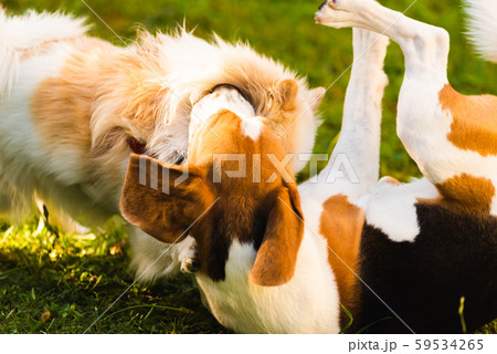 Two dogs playing on a green grass outdoors. Beagle 59534265
