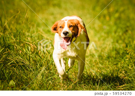 Epagneul Breton, spaniel breton, Brittany Spaniel, 59534270