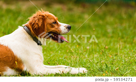 Epagneul Breton, spaniel breton, Brittany Spaniel, 59534271