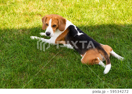 Beagle dog on grass in sun. Sunny summer day copy 59534272