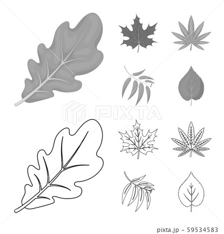 Isolated object of vegan and organic sign. Collection of vegan and fresh vector icon for stock. 59534583