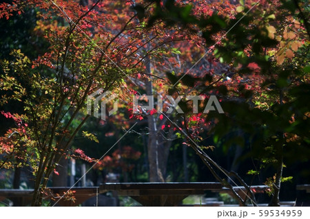 部分紅葉物です。 部分紅葉物です。 59534959
