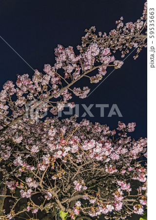 【熱海桜 ライトアップ】 59535663