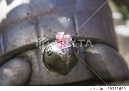 【熱海桜】 59535669