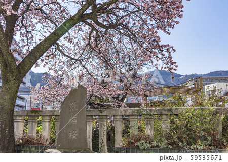 【熱海桜　基準木】 59535671