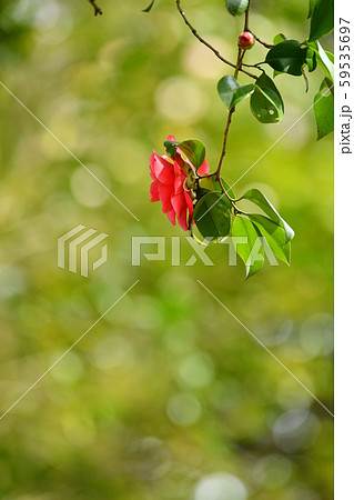 森の中の椿 59535697