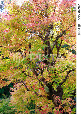 紅葉 紅葉 59536262