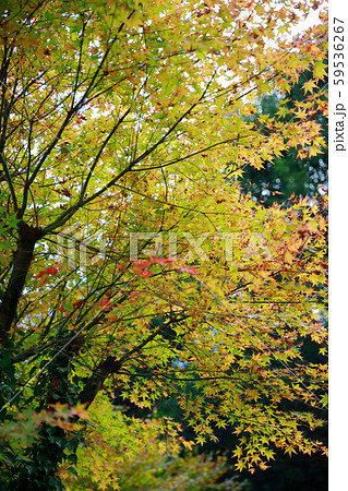 紅葉 紅葉 59536267