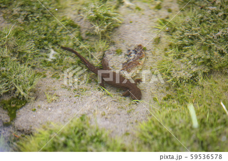 水中のイモリ 59536578