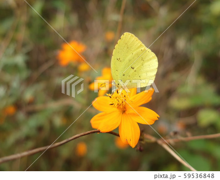 花と蝶　キチョウ 59536848