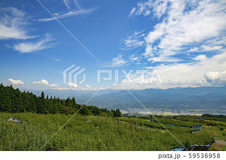 果樹園のある風景　長野県高森町 59536958