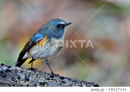 薬師池公園の野鳥 薬師池公園の野鳥 59537141
