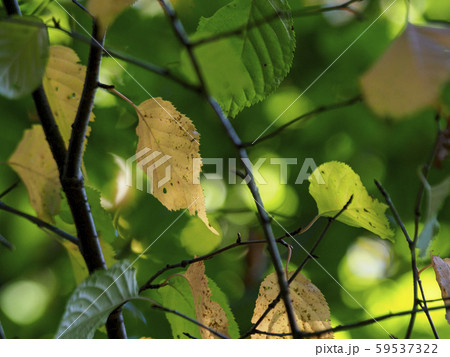 ほんのり色付き始めの木と葉　オレンジの葉 59537322