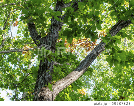 ほんのり色付き始めの木と葉　全体 59537323