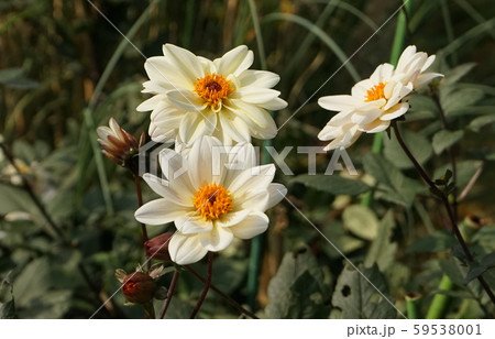 白色花 頭花 橙色 白色花 頭花 橙色 59538001