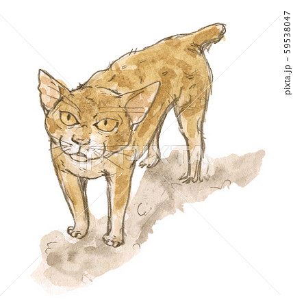 野良猫のイラスト素材