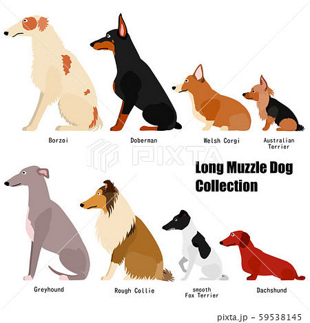 鼻が長い犬たちのコレクション カラーのイラスト素材