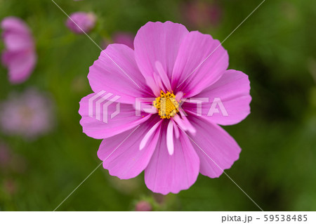 コスモスの花びらを真正面から見た素材の写真素材