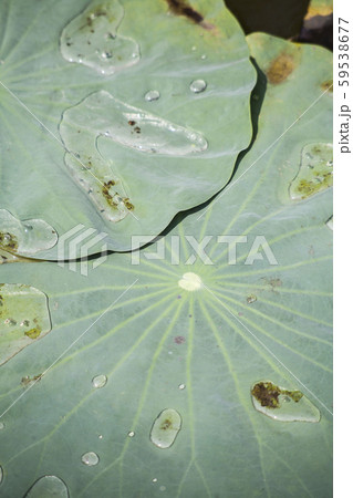 Lotus leaf / Lotus flowers in a tropical pool Lotus leaf / Lotus flowers in a tropical pool 59538677